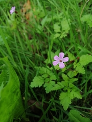 Geranium robertianum