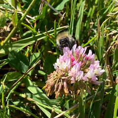 Bombus pascuorum