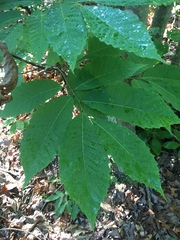 Castanea pumila