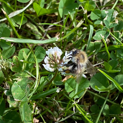 Bombus pascuorum