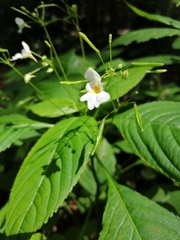 Impatiens parviflora