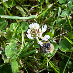 Bombus pascuorum