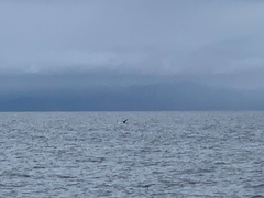 Megaptera novaeangliae