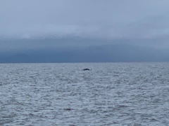 Megaptera novaeangliae