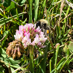 Bombus pascuorum