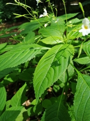 Impatiens parviflora