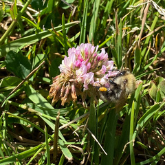 Bombus pascuorum