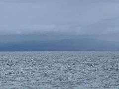 Megaptera novaeangliae