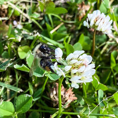 Bombus pascuorum