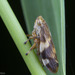 Meadow Spittlebug - Photo (c) Thomas Barbin, some rights reserved (CC BY-NC), uploaded by Thomas Barbin