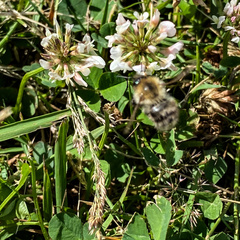 Bombus pascuorum