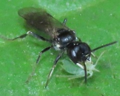 Passaloecus