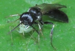 Passaloecus