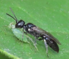 Passaloecus