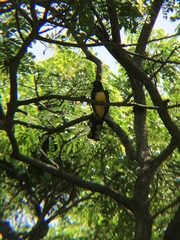 Trogon melanocephalus