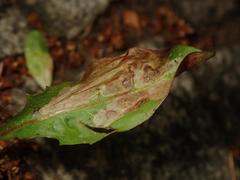 Liriomyza taraxaci