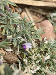 Astragalus kentrophyta