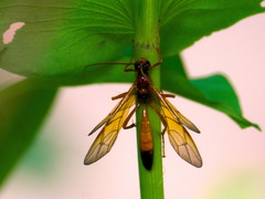 Ctenopelmatinae