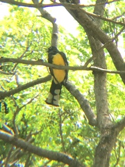 Trogon melanocephalus