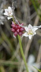 Allium geyeri tenerum