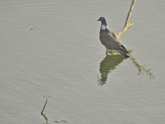 Columba palumbus