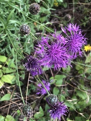 Centaurea scabiosa