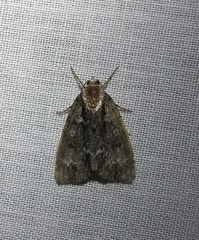 Chytonix palliatricula