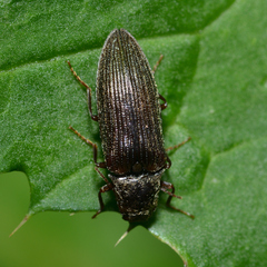 Dixicollis divaricatus