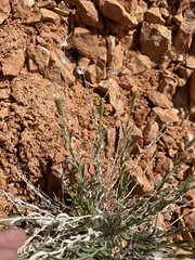 Brickellia oblongifolia