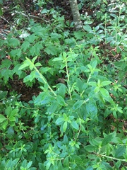 Rhododendron pilosum