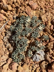 Chamaechaenactis scaposa