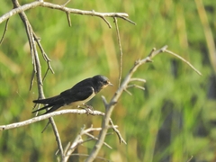 Hirundo rustica
