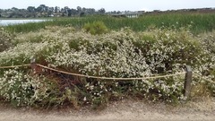 Eriogonum fasciculatum fasciculatum