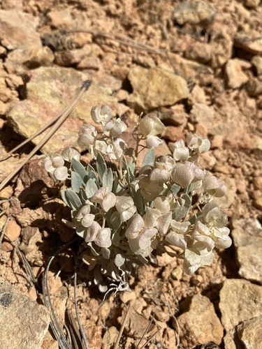 Image of Physaria lepidota by (c) Matt Berger, some rights reserved (CC BY)