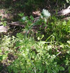 Silphiodaucus hispidus