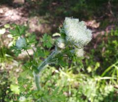 Silphiodaucus hispidus