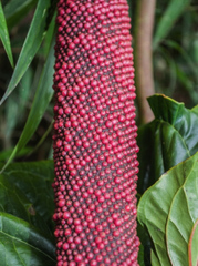 Anthurium schlechtendalii