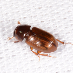 Blackburneus stercorosus