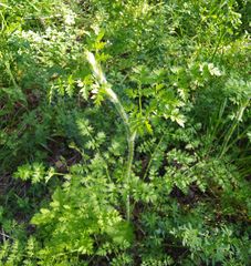 Silphiodaucus hispidus