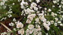 Eriogonum fasciculatum fasciculatum