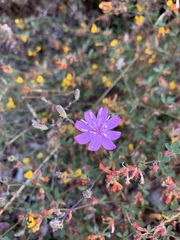 Stephanomeria cichoriacea