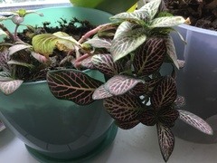 Fittonia
