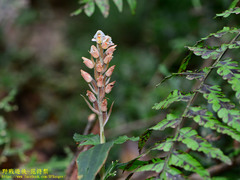Goodyera foliosa