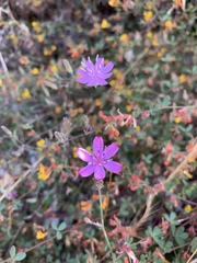 Stephanomeria cichoriacea