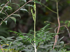 Sceptridium formosanum