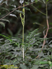 Sceptridium formosanum