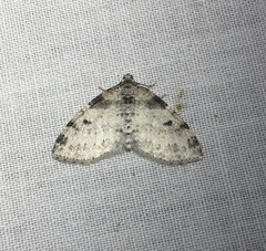 Lobophora nivigerata