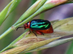 Kuschelina gibbitarsa