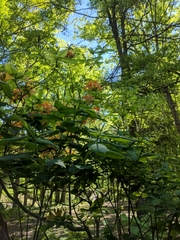 Rhododendron calendulaceum