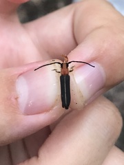 Dylobolus rotundicollis
